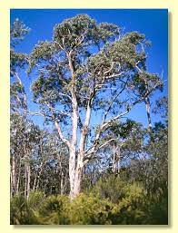 eucalyptus_canobolensis